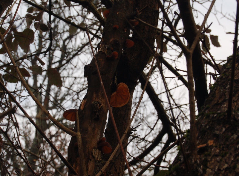 FUNGHI della VIGILIA.